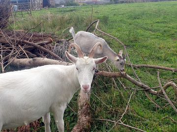 Goats living on site