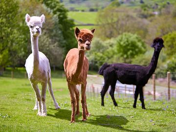 Animals for neighbours