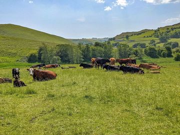 Farm animals