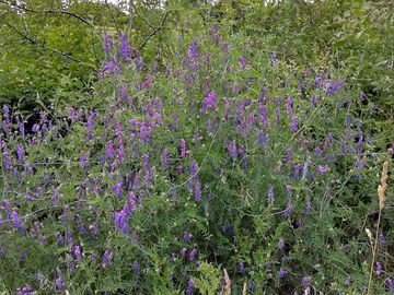 Wildflowers are everywhere – what you'll see changes from week to week