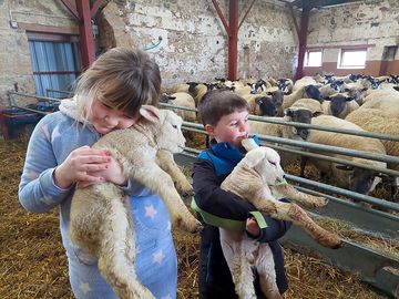 Animals on the farm