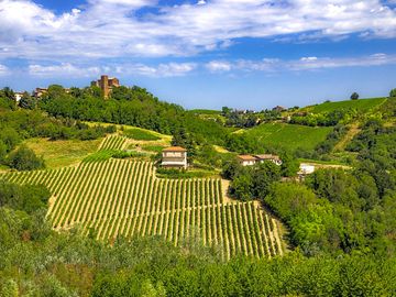 Views across the vineyards