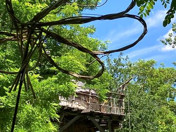 Looking up to the treehouses