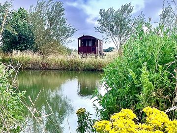 Herons haven