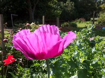 Poppy in july