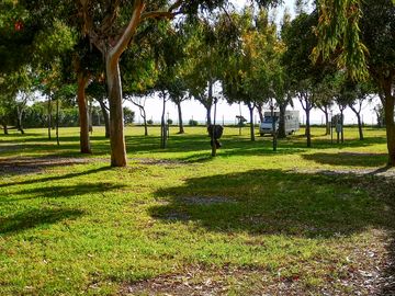 Pitches between the trees