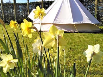 Bell tent in spring