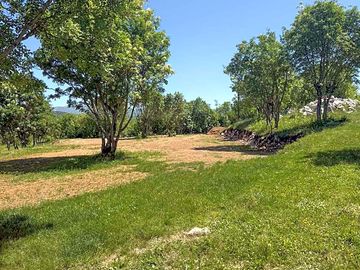 Grass tent pitches among the trees