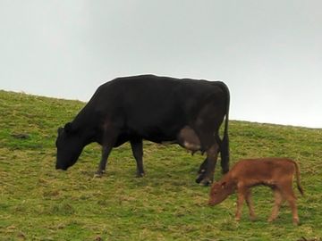 New day-old calf