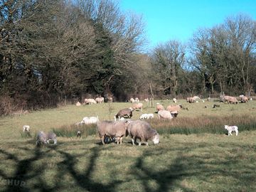 Sheep
