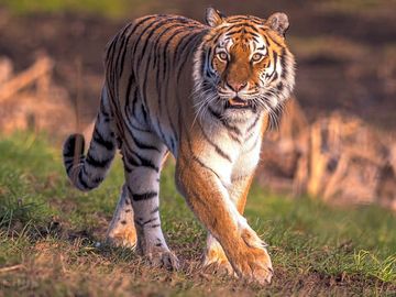 Tigers at yorkshire wildlife park