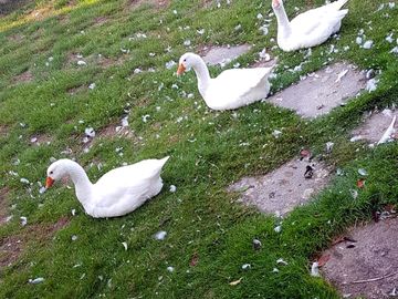 The site's geese
