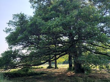 Pitch under the trees for shade