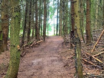 Walk way to wyre forest