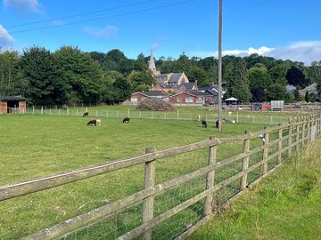 Goats and sheep on your doorstep