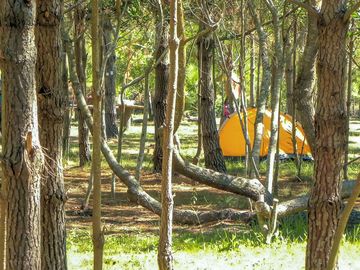 Pitches in the woods