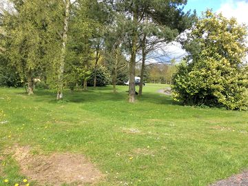 Woods at the site