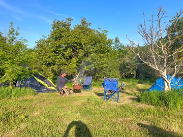 Setting up in the walnut orchard