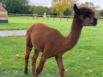 Alpaca strolling around