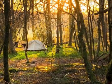 Woodland camp