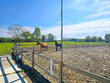 Horses at the farm