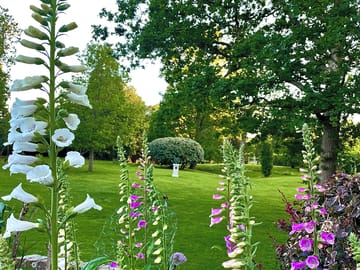Foxgloves in the garden (added by manager 09 Mar 2022)