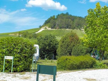 View up towards the vines (added by manager 20 Dec 2022)