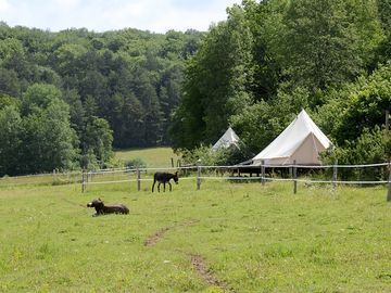 Eco-friendly setting for donkeys and tents (added by manager 16 Nov 2023)