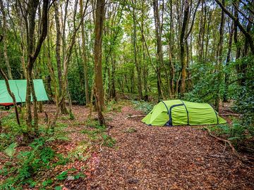 Tent and hammock on one woodland pitch (added by manager 15 Apr 2024)