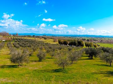 View of the olive grove from the site (added by manager 17 Apr 2023)