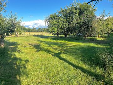 Spacious spring grass to pitch your tent on