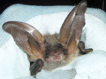 Book a bat walk (added by manager 23 Jan 2013)