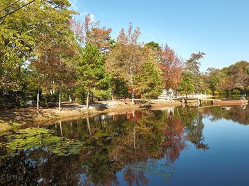 Trees around the lake