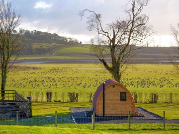 Geese grazing on the field in front of the pods