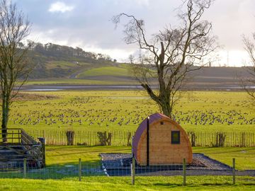 Geese grazing on the field in front of the pods (added by manager 29 Aug 2023)