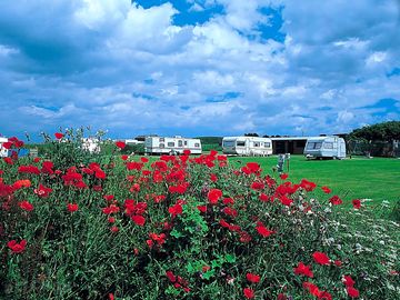 Electric grass pitches surrounded by hedges and plants