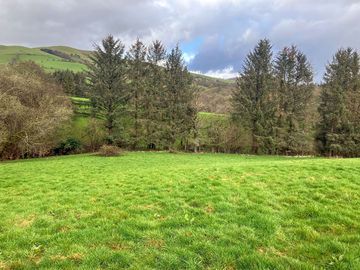 Pines surround the camping field