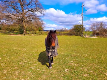 Rosie, the friendliest horse you can meet at Vann Farm (added by manager 11 Apr 2021)