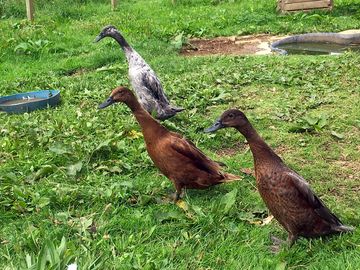 The runner geese on site