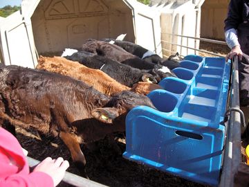 Calves feeding