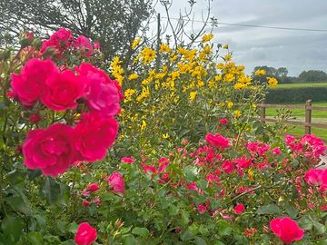 Well-planted site