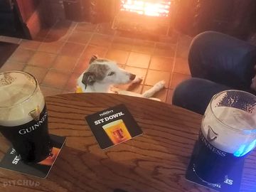 Dog friendly pub and guinness