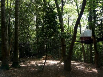 Sleep in the woods