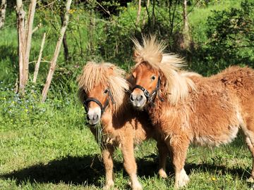 Darius and digby - the two miniature shetland ponies