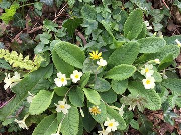 Primroses