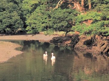 By the west looe river