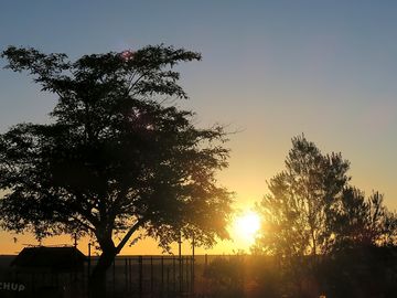 Sunset through the trees