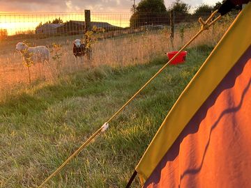 Grass pitch