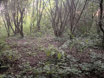 Wooded area at bottom of camping field - ideal for woodland walks or maybe setting up a hammock?