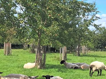 Resting in the orchard